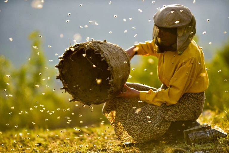 Honeyland ณ ดินแดนแห่งน้ำผึ้ง